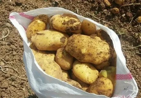 تصویر 2 از فروش استثنایی و قیمت مناسب سیب زمینی فله